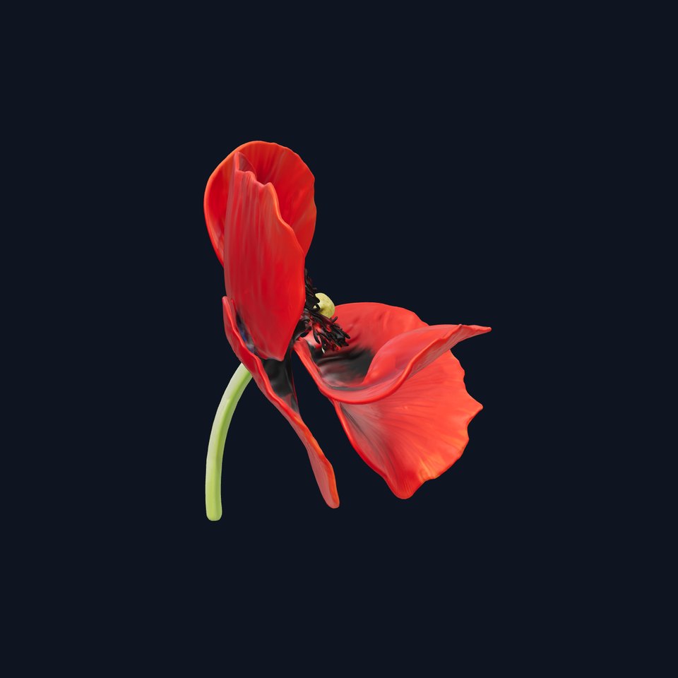 Poppy Flower D Model Pack